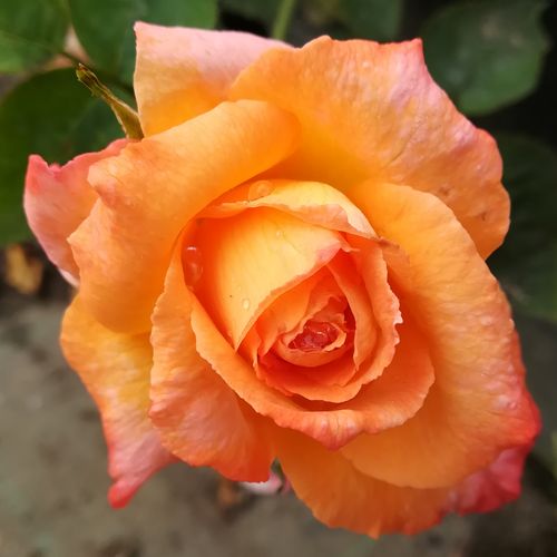 Rosa  Joyfulness - pomarańczowy - Róże pienne - z kwiatami hybrydowo herbacianymi - korona równomiernie ukształtowana